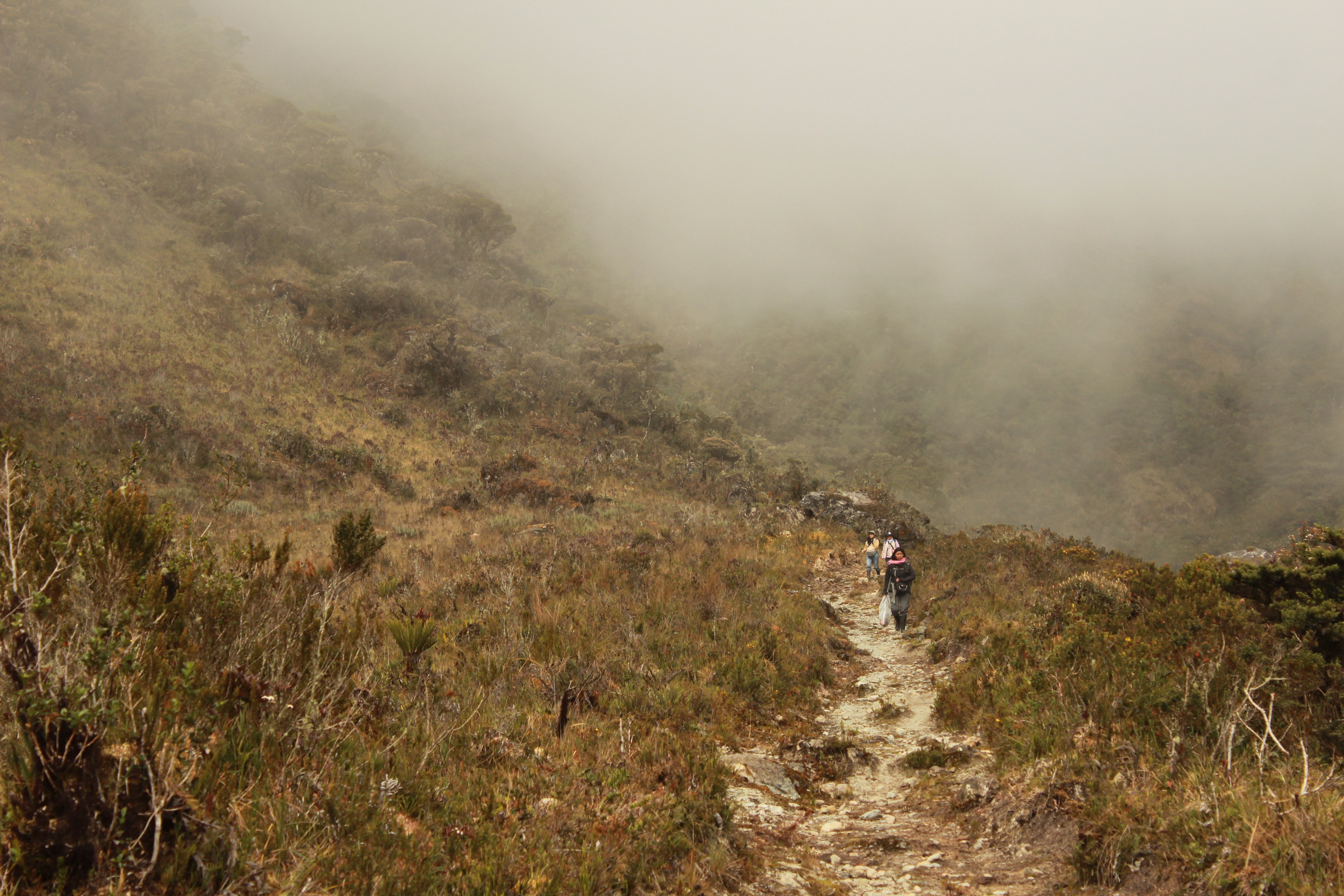 Andean Grassland